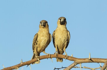 Sociable Weavers (Philetairus socius), perching, Kalahari Desert, Kgalagadi Transfrontier Park, South Africa, Africa