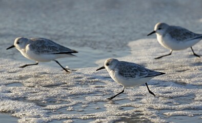 Sanderlings (Calidris alba) running at the rinsing seam of the North Sea, Panning, Schleswig-Holstein Wadden Sea National Park, North Sea coast, Schleswig-Holstein, Germany, Europe