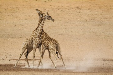 Southern Giraffes (Giraffa camelopardalis giraffa), fighting males in the dry and barren Auob...