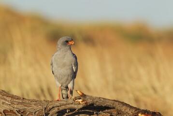 Pale-chanting Goshawk (Melierax canorus), perching, Kalahari Desert, Kgalagadi Transfrontier Park, South Africa, Africa