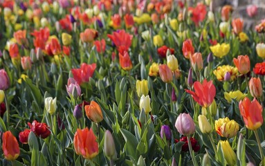 Colorful tulips (Tulipa) in bed, Meersburg, Baden-Württemberg, Germany, Europe