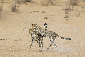 Cheetah (Acinonyx jubatus), two playful subadult males in the dry and barren Auob riverbed,...