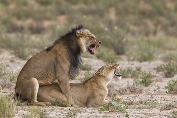 Black-maned lions (Panthera leo vernayi), fairly old animal pair mating, Kalahari Desert, Kgalagadi Transfrontier Park, South Africa, Africa