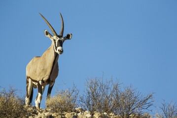 Gemsbok (Oryx gazella), male on a rocky ridge, Kalahari Desert, Kgalagadi Transfrontier Park, South...