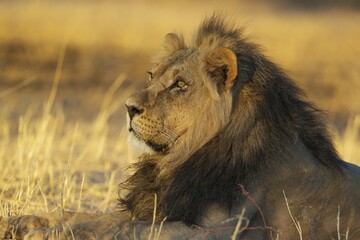 Black-maned lion (Panthera leo vernayi), male, resting in early morning light, Kalahari Desert, Kgalagadi Transfrontier Park, South Africa, Africa