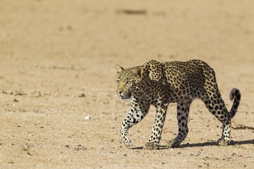 Leopard (Panthera pardus), young female, walking, Kalahari Desert, Kgalagadi Transfrontier Park,...
