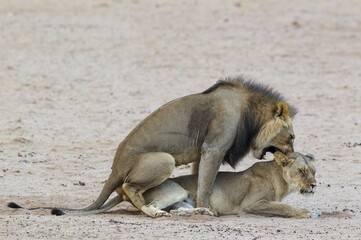 Black-maned lions (Panthera leo vernayi), animal pair at mating, Kalahari Desert, Kgalagadi Transfrontier Park, South Africa, Africa