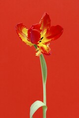 Obraz premium Tulip (Tulipa), Parrot Tulip, orange flower
