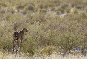 Cheetah (Acinonyx jubatus), female in dry bushland, Kalahari Desert, Kgalagadi Transfrontier Park, South Africa, Africa
