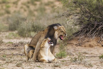 Black-maned lions (Panthera leo vernayi), fairly old animal pair mating, Kalahari Desert, Kgalagadi Transfrontier Park, South Africa, Africa