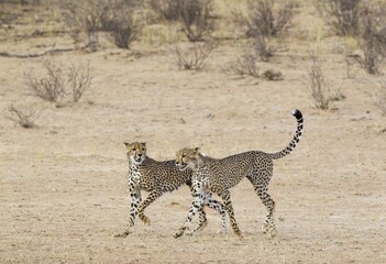 Cheetah (Acinonyx jubatus), two playful subadult males in the dry and barren Auob riverbed,...