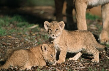 African Lion, cubs (Panthera leo)