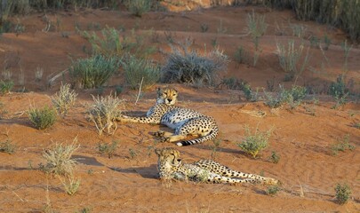 Cheetahs (Acinonyx jubatus), two males, resting at a sand dune, Kalahari Desert, Kgalagadi...