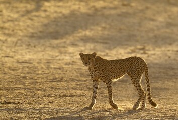 Cheetah (Acinonyx jubatus), subadult male, roaming in the dry and barren Auob riverbed, Kalahari...