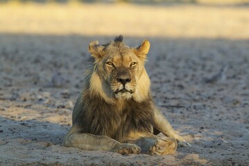 Black-maned lion (Panthera leo vernayi), male, resting in the early morning light, Kalahari Desert,...