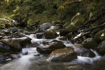 Fototapeta premium Mountain stream by the Copland Track, West Coast, South Island, New Zealand, Oceania