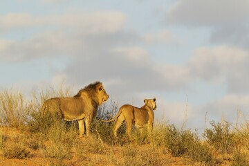 Black-maned lions (Panthera leo vernayi), animal pair, male and female, observing their...