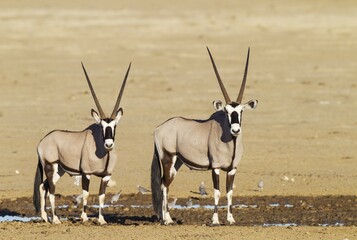 Gemsboks (Oryx gazella), two males at a waterhole, Kalahari Desert, Kgalagadi Transfrontier Park,...