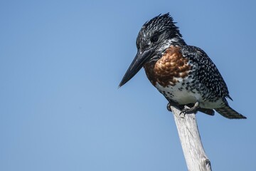 Giant kingfisher (Megaceryle maxima) sitting on dead branch, Kosi Forest, iSimangaliso Wetland Park, KwaZulu-Natal, South Africa, Africa