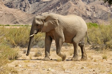 Fototapeta premium Cow of the rare Namibian Desert Elephant (Loxodonta africana), Hoanib River, Namib Desert, Kaokoland, Kaokoveld, Kunene regionNamibia