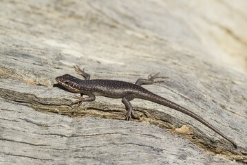 Kalahari Tree Skink (Trachylepis spilogaster), Kalahari Desert, Kgalagadi Transfrontier Park, South Africa, Africa