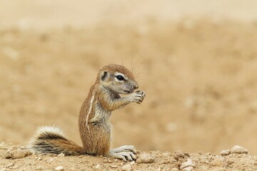 Cape Ground Squirrel (Xerus inauris), young, feeding, Kalahari Desert, Kgalagadi Transfrontier Park, South Africa, Africa
