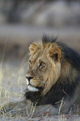 Black-maned lion (Panthera leo vernayi), male, resting, Kalahari Desert, Kgalagadi Transfrontier Park, South Africa, Africa