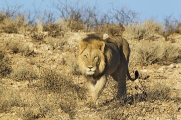 Black-maned lion (Panthera leo vernayi), walking down a rocky slope, Kalahari Desert, Kgalagadi Transfrontier Park, South Africa, Africa