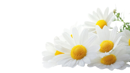 Fototapeta premium Bright white daisies with yellow centers arranged elegantly on a plain white background