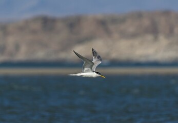 Greater crested tern (Thalasseus bergii) flying over sea, Diaz, Lüderitz Peninsula, Karas Region, Namibia, Africa