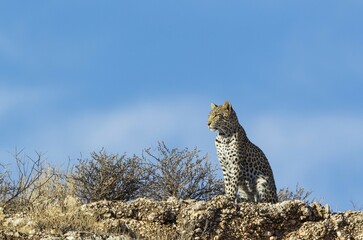 Leopard (Panthera pardus), young female, observing her surroundings from a rocky ridge, Kalahari...