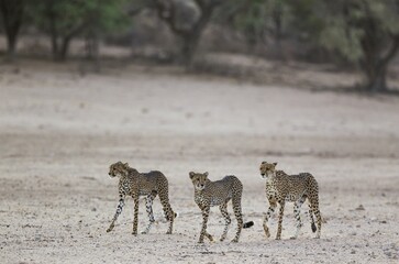 Cheetahs (Acinonyx jubatus), female and her two subadult male cubs in the dry and barren Auob...