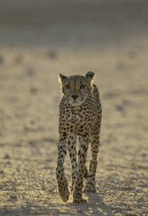 Cheetah (Acinonyx jubatus), subadult male, roaming in the dry and barren Auob riverbed, Kalahari Desert, Kgalagadi Transfrontier Park, South Africa, Africa