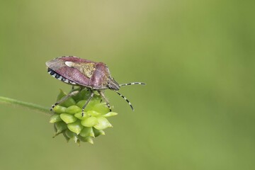 Hairy Shieldbug (Dolycoris baccarum), on a seed pod, South Wales, United Kingdom, Europe