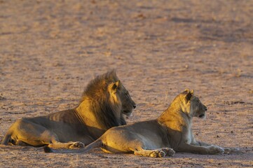 Black-maned lions (Panthera leo vernayi), mating pair, resting, Kalahari Desert, Kgalagadi...