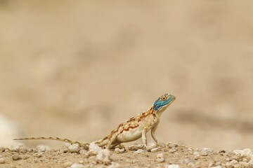 Ground Agama (Agama aculeata), female, Kalahari Desert, Kgalagadi Transfrontier Park, South Africa, Africa