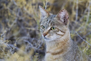 African Wildcat (Felis silvestris lybica), animal portrait, Kalahari Desert, Kgalagadi...