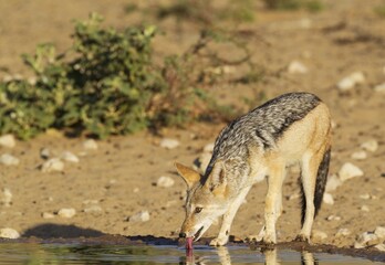 Black-backed Jackal (Canis mesomelas) drinking at a waterhole, Kalahari Desert, Kgalagadi Transfrontier Park, South Africa, Africa
