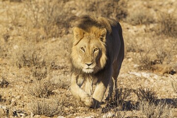 Naklejka premium Black-maned lion (Panthera leo vernayi), walking down a rocky slope, Kalahari Desert, Kgalagadi Transfrontier Park, South Africa, Africa