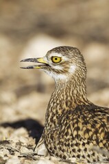 Spotted Dikkop (Burhinus capensis), animal portrait, Kalahari Desert, Kgalagadi Transfrontier Park, South Africa, Africa