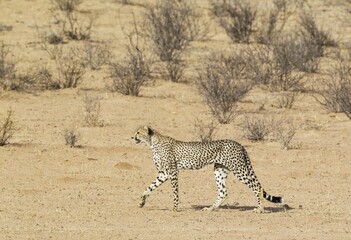 Cheetah (Acinonyx jubatus), subadult male, roaming in the dry and barren Auob riverbed, Kalahari Desert, Kgalagadi Transfrontier Park, South Africa, Africa
