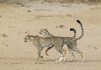 Cheetah (Acinonyx jubatus), two playful subadult males in the dry and barren Auob riverbed, Kalahari Desert, Kgalagadi Transfrontier Park, South Africa, Africa