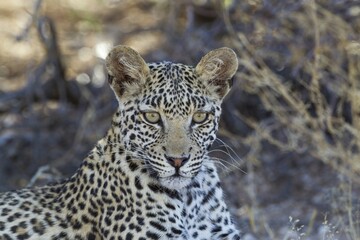 Leopard (Panthera pardus), young female, resting, animal portrait, Kalahari Desert, Kgalagadi Transfrontier Park, South Africa, Africa