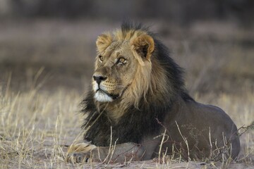 Black-maned lion (Panthera leo vernayi), male, resting, Kalahari Desert, Kgalagadi Transfrontier...