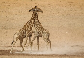 Southern Giraffes (Giraffa camelopardalis giraffa), fighting males in the dry and barren Auob riverbed, Kalahari Desert, Kgalagadi Transfrontier Park, South Africa, Africa © Thomas Dressler/imageBROKER