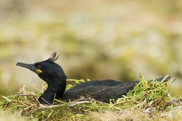 European Shag (Phalacrocorax aristotelis), Farne Islands, Northumberland, England, United Kingdom,...