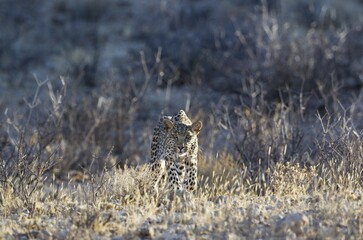 Leopard (Panthera pardus), young female, stalking, Kalahari Desert, Kgalagadi Transfrontier Park,...