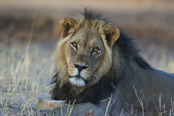 Black-maned lion (Panthera leo vernayi), male, resting, Kalahari Desert, Kgalagadi Transfrontier Park, South Africa, Africa