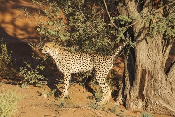 Cheetah (Acinonyx jubatus), male, marking its territory by urinating against a camelthorn tree (Acacia erioloba), Kalahari Desert, Kgalagadi Transfrontier Park, South Africa, Africa