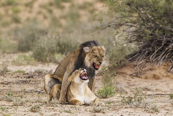 Black-maned lions (Panthera leo vernayi), fairly old animal pair mating, Kalahari Desert, Kgalagadi Transfrontier Park, South Africa, Africa